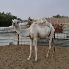 حشو للبيع