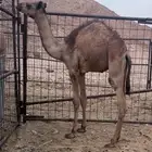 قعود