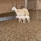 شاة حرية صنف متاومة