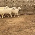 عشر رخال للبيع بمحافظة الحجرة