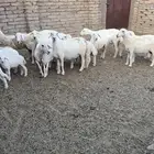 عشر ضان للبيع تحتها عشرة بهم بمحافظة الحجرة