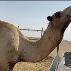 حمل شمالي مشروط