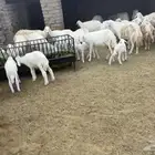 عشرين ضان مقاني بمحافظة الحجرة