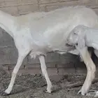 نعجة متبع صنف فاخر