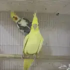 ازواج للبيع