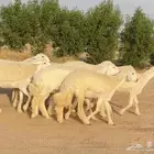 رخال حريات صنف الصنف نوادر 9 بالفحل رخال صنف ((تمم البيعع))