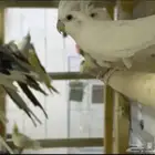 للبيع ازواج