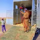 نقل خيل ديانه توصيل