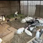 ارانب هجين فرنسي مع بلدي