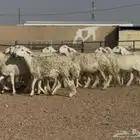 غنم حريات حرش فاااخره الغالب دفيع العدد 17