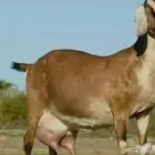 مطلوب عنز كفو حليب