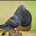 حمام رقاص ومالتيزر ونفاخ