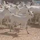 مراح جنوبيات بيض طيبه الغالب دفيع العدد 64 بالفحول