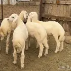 طليان سمان مقفله( تم البيع خارج الموقع )