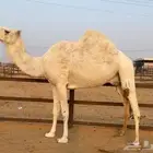 ضروبه رمانيه كفو معزول منها حاشيها قبل شهرين