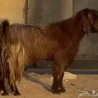 فحل قبرصي أدهم