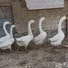 وز بلغاري الاهل خوارج