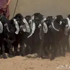 عرض رقم 2 جذعات عوارض طيبه العدد 14 بالفحول 2