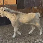 تيس شامي