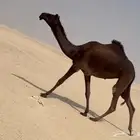 حقه طيبه مجهم