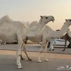 لقحات كفووو ثنتين ولقحات على بعيرن منتج