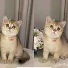 قطه سكوتش فولد انثى