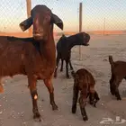 معزا سوريات خلفات