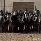 تبارك الله   جذعات عوارض ربش فاخره العدد 16