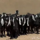 جذعات عوارض ربش طيبه العدد 20 بالفحل