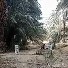 تمر علف للحلال