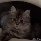 قطه كيتن للبيع عمرها شهر ونص