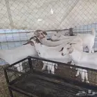 جفاربرض دفيع