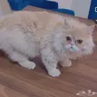 قط شيرازي