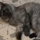 قط شيرازي ذكر