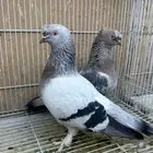مطلوب حمام زينه