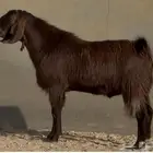 فحل قبرصي أدهم اجم فاخر ( رباع )