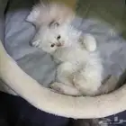 قط ذكر شيرازي للبيع