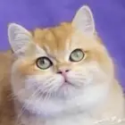 انثى برتش ny12 مسجلة مستوردة