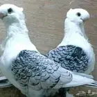 ( مطلوب ) حمام زينه