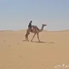 رحول وقليصه