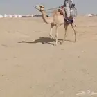 رحول عمانية