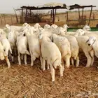 طليان ورخال حرية