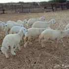 طليان ورخال حرية