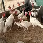 ديك رومي سمين