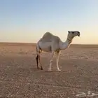 ناقة لقحه