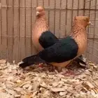 آرشنجل ذهبي وجناح أسود Archangel pigeon