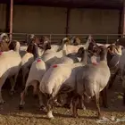 قصاصالقنام مكينا
