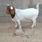 ماعز بورقوت صنف