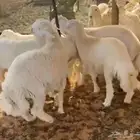 5 طليان للبيع الموقع العتش