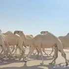 ضروبه كفو مصعد قبل شهرين توها دازه رباعيتها